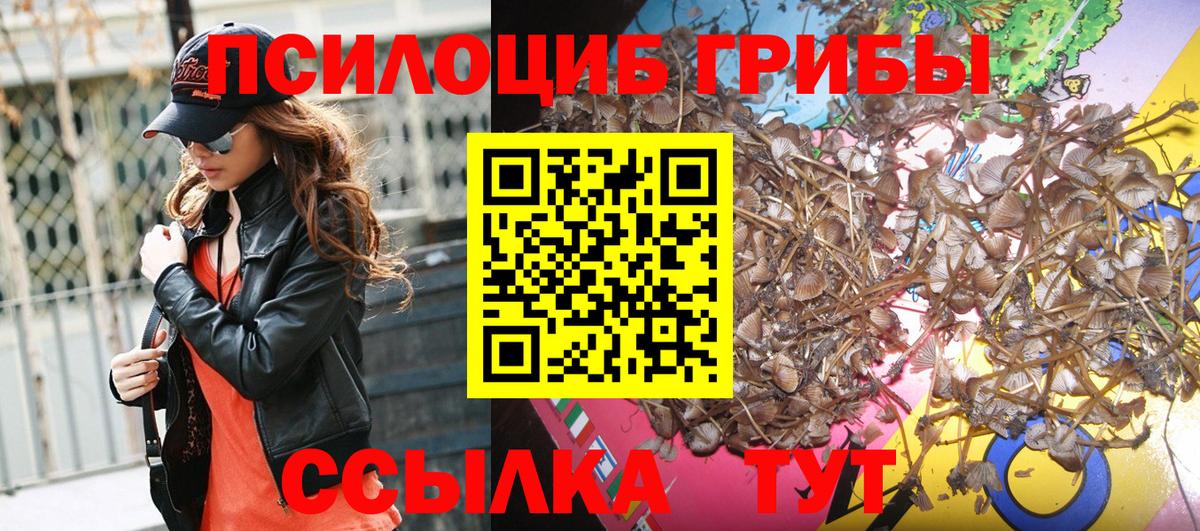 Галлюциногенные грибы Psilocybe Карпинск